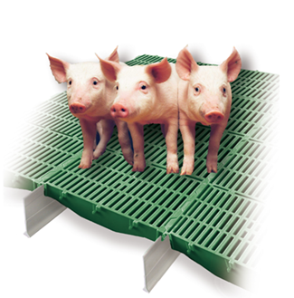 PIG